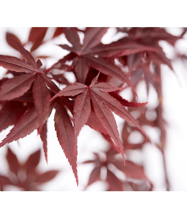 Roter Fächerahorn 'Bloodgood' 2 Roter Fächerahorn 'Bloodgood' – Bild 2