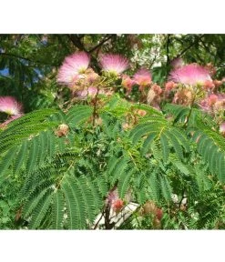 Seidenbaum - Seidenakazie 'Ombrella' -Gardena Store 7037922 PR DE 002 AlbiziaPixabay