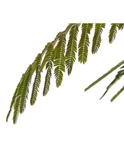 Seidenbaum - Seidenakazie 'Ombrella' -Gardena Store 7037922 PR DE SchlafbaumAlbiziaOmbrella24CDehnerExpressHerzig