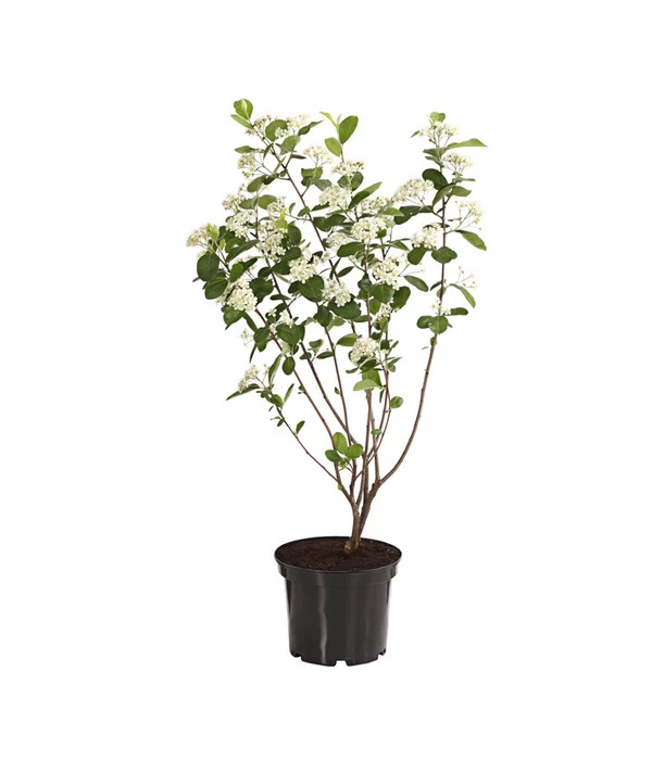 Apfelbeere, Aronia 'Aron' 2 Apfelbeere, Aronia 'Aron' – Bild 2