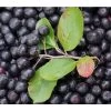 Apfelbeere, Aronia 'Aron'