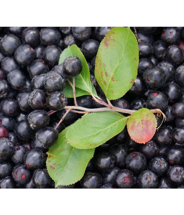 Apfelbeere, Aronia 'Aron' 1 Apfelbeere, Aronia 'Aron'