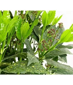 Dehner Japanische Aukube 'Variegata'