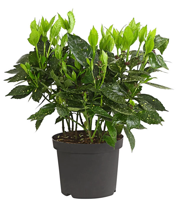 Dehner Japanische Aukube 'Variegata' 2 Dehner Japanische Aukube 'Variegata' – Bild 2