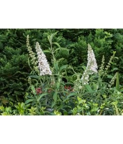 Sommerflieder 6 Sommerflieder -Gardena Store 7080179 PR MO 001 BuddlejaDavidiiFlieder