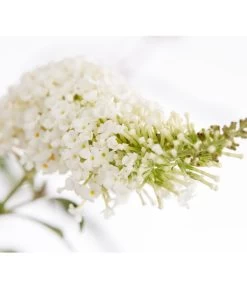 Sommerflieder 7 Sommerflieder -Gardena Store 7080179 WE DE 001 BuddlejaDavWeissDehnerExpressZS