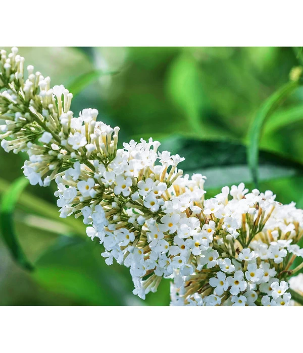 Sommerflieder 1 Sommerflieder