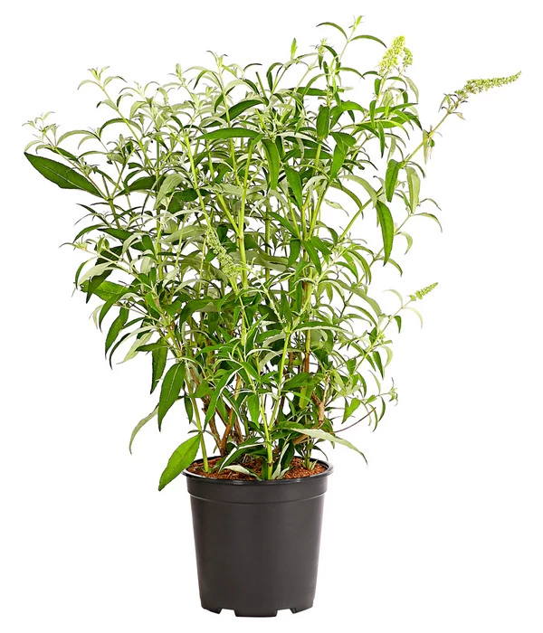 Sommerflieder 2 Sommerflieder – Bild 2