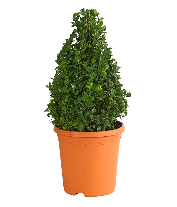 Buchs, Kegel 1 Buchs, Kegel