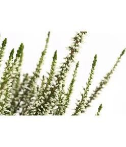 Knospenheide, Verschiedene Sorten -Gardena Store 7084932 WE DE 002 CallunaHelenaKnospenheide