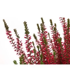 Knospenheide, Verschiedene Sorten -Gardena Store 7084932 WE DE 003 CallunaAngiKnospenheide