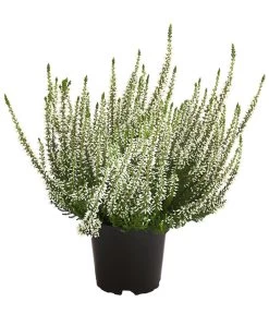 Knospenheide, Verschiedene Sorten -Gardena Store 7084932 WE FS 003 CallunaHelenaKnospenheide