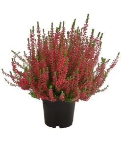 Knospenheide, Verschiedene Sorten -Gardena Store 7084932 WE FS 004 CallunaAngiKnospenheide