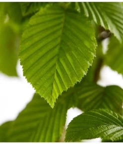 13 Meter Hainbuche, 40 X Ca. 175-200 Cm -Gardena Store 7088883 WE DE 001 CarpinusBetulusHainbuche4LDehnerExpressZS