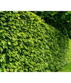 Gardena Store -Gardena Store 7088883 WE MO 001 Luckner Hecke CarpinusBetulus