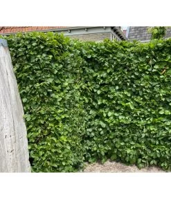 13 Meter Hainbuche, 40 X Ca. 175-200 Cm -Gardena Store 7089188 WE MO 002 HainbuchenCarpinusBetulus2l