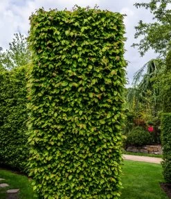 13 Meter Hainbuche, 40 X Ca. 175-200 Cm -Gardena Store 7089188 WE MO Luckner Hecke CarpinusBetulusHainbuche