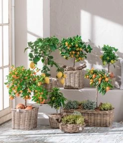 Dehner Gourmet Garten Goldsalbei -Gardena Store 7119696 WE MO 001 CitrusGoldsalbei