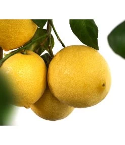 XXL Zitrone, Ca. 155-165 Cm 11 XXL Zitrone, Ca. 155-165 Cm -Gardena Store 7120405 WE DE 003 CitrusLimonZitroneDehnerExpressHerzig