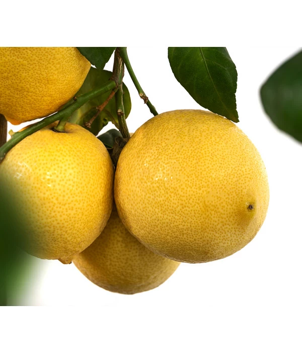 XXL Zitrone, Ca. 155-165 Cm 6 XXL Zitrone, Ca. 155-165 Cm – Bild 6