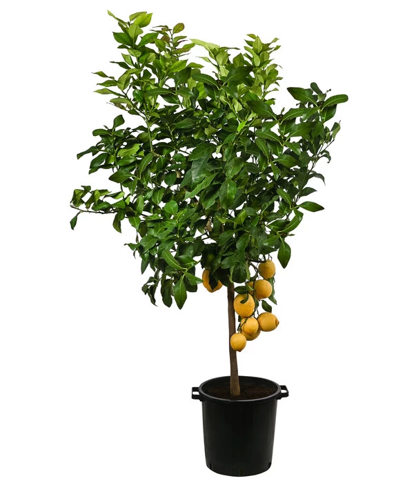 XXL Zitrone, Ca. 155-165 Cm 1 XXL Zitrone, Ca. 155-165 Cm