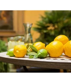 XXL Zitrone, Ca. 155-165 Cm 8 XXL Zitrone, Ca. 155-165 Cm -Gardena Store 7120942 PR MO 012 CitrusLimonZitroneMediterran Brunnen