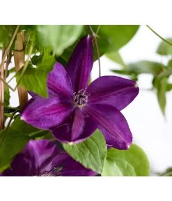 Waldrebe - Clematis, Blau, Bogen
