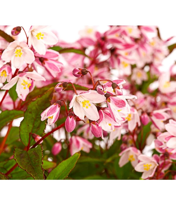 Rosa Maiblumenstrauch - Deutzie 'Yuki Cherry Blossom®' 1 Rosa Maiblumenstrauch - Deutzie 'Yuki Cherry Blossom®'