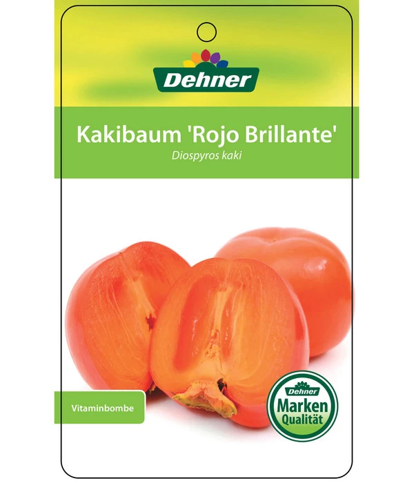 Dehner Kaki 'Rojo Brillante' - Kaki-Pflaume 'Rojo Brillante' 6 Dehner Kaki 'Rojo Brillante' - Kaki-Pflaume 'Rojo Brillante' – Bild 6