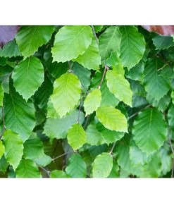 7,5 Meter Rotbuche, 15 X Ca. 175-200 Cm -Gardena Store 7185077 FagusSylvaticaDetailLuckner 1