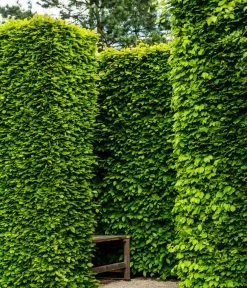 7,5 Meter Rotbuche, 30 X Ca. 125-150 Cm -Gardena Store 7185093 WE MO 002 RotbucheFagusSylvatica