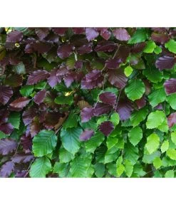 20 Meter Blutbuche ‘Purpurea‘, 100 X 100-125 Cm -Gardena Store 7185523 WE DE 001 FagusSylvaticaPurpureaRot