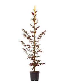 Gardena Store -Gardena Store 7185523 WE FS 002 BlutbuchepurpureaFagusSylvatica20Meter