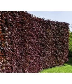 20 Meter Blutbuche ‘Purpurea‘, 100 X 100-125 Cm -Gardena Store 7185523 WE MO 001 FagusSylvaticaPurpureaLuckner