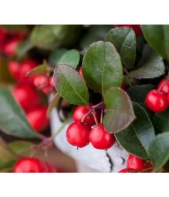 Rote Teppichbeere -Gardena Store 7192941 PR DE 001 ScheinbeereGaultheriaWunderlich