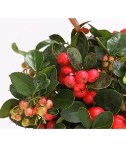 Rote Teppichbeere -Gardena Store 7192941 WE DE 001 GaultheriaProcumbensTeppichbeereDehnerExpressHerzig