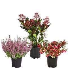 Grabpflanzen-Set Achtungsvoll, 3-teilig