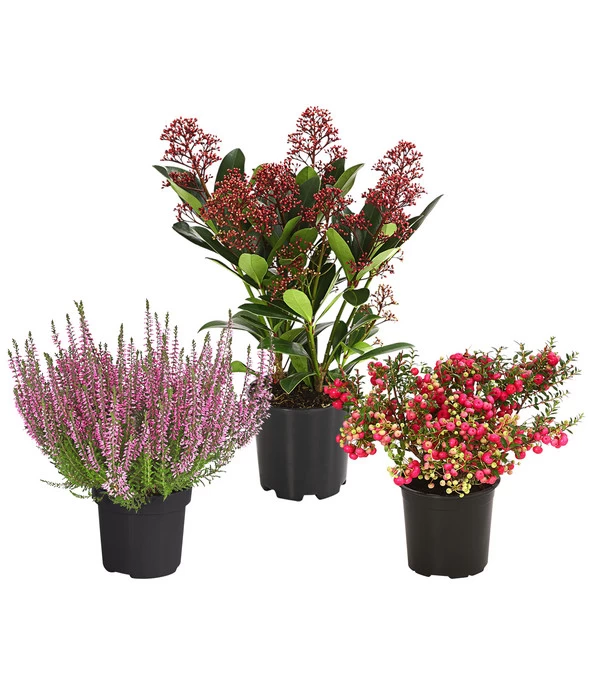 Grabpflanzen-Set Achtungsvoll, 3-teilig 1 Grabpflanzen-Set Achtungsvoll, 3-teilig