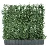 Hecke Am Laufenden Meter® 'Woerneri' - Efeu, Ca. 100 Cm