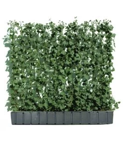 Hecke Am Laufenden Meter® 'Woerneri' - Efeu, Ca. 100 Cm