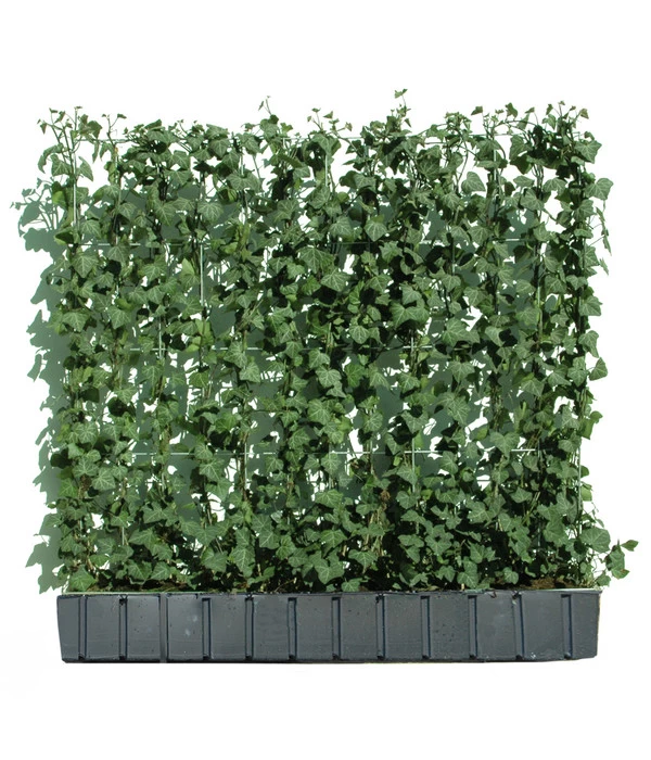 Hecke Am Laufenden Meter® 'Woerneri' - Efeu, Ca. 100 Cm 1 Hecke Am Laufenden Meter® 'Woerneri' - Efeu, Ca. 100 Cm