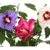 Hibiskus-Trio - Garten-Eibisch