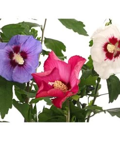 Hibiskus-Trio - Garten-Eibisch