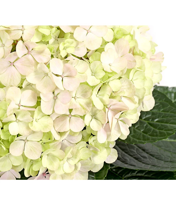 Bauern-Hortensie 'Avantgarde' 1 Bauern-Hortensie 'Avantgarde'