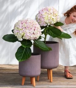 Bauern-Hortensie 'Avantgarde' 9 Bauern-Hortensie 'Avantgarde' -Gardena Store 7220148 WE MO 001 HortensieAvantgard5L