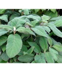 Samthortensie 'Macrophylla' -Gardena Store 7220312 BildFS 001 SamthortensieMacrophyllaHydAspMacrophylla