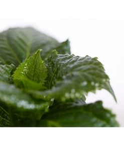 Teller-Hortensie, Ca. 15-25 Cm -Gardena Store 7223423 PR DE 001 TellerhortensieBlauTXDehnerExpressZS