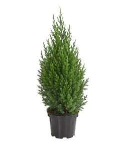 Chinesischer Wacholder 'Stricta'