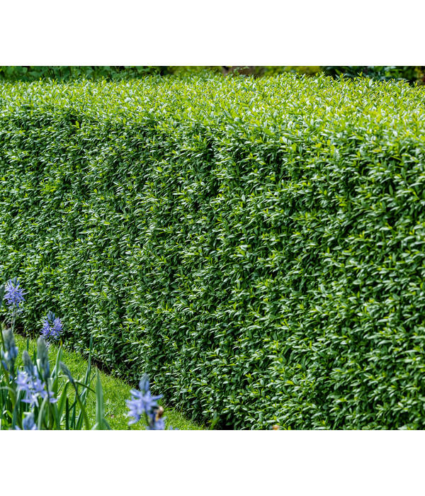 Gardena Store -Gardena Store 7266174 WE MO 001 Liguster 1