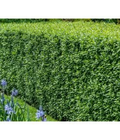 Gardena Store -Gardena Store 7266174 WE MO 001 Liguster